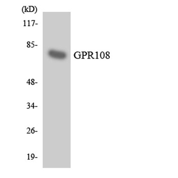 GPR108 antibody
