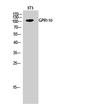 GPR110 rabbit pAb