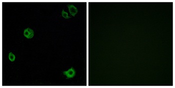 GPR110 antibody