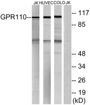 GPR110 rabbit pAb