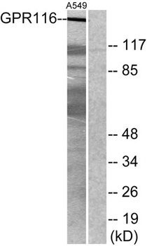 GPR116 antibody