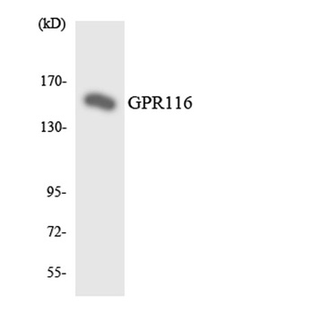 GPR116 rabbit pAb