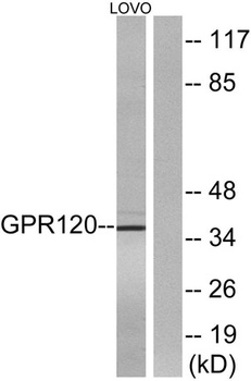 GPR120 rabbit pAb