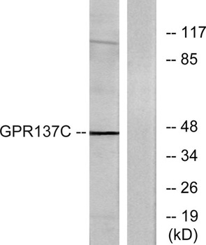 GPR137C rabbit pAb