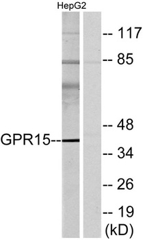 GPR15 rabbit pAb