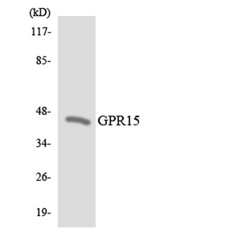 GPR15 rabbit pAb