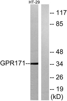 GPR171 rabbit pAb