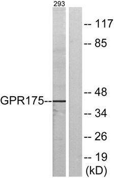 GPR175 antibody