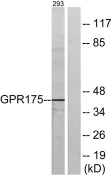 GPR175 rabbit pAb