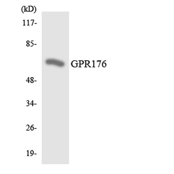 GPR176 rabbit pAb