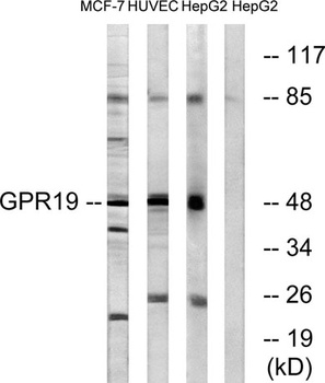 GPR19 rabbit pAb
