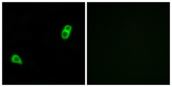 GPR34 antibody