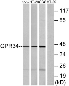 GPR34 rabbit pAb