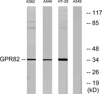 GPR82 rabbit pAb