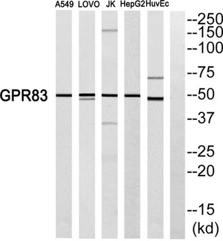 GPR83 rabbit pAb
