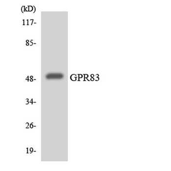 GPR83 rabbit pAb