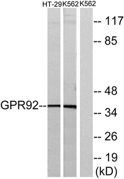 GPR92 rabbit pAb