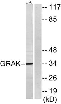 Granzyme K rabbit pAb