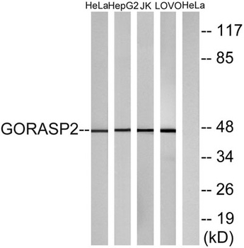 GRASP55 rabbit pAb
