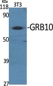GRB10 rabbit pAb