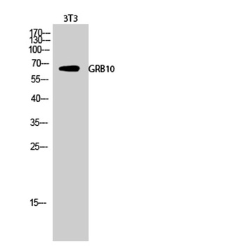 GRB10 rabbit pAb