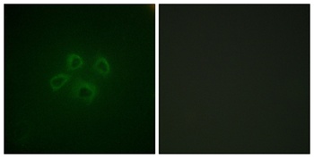 GRB10 antibody