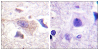 GRB10 antibody