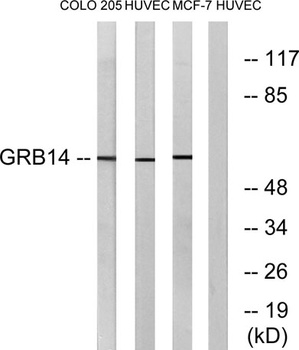 GRB14 rabbit pAb