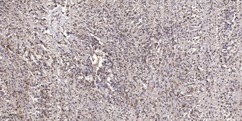 GRB14 rabbit pAb