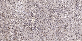 GRB14 antibody