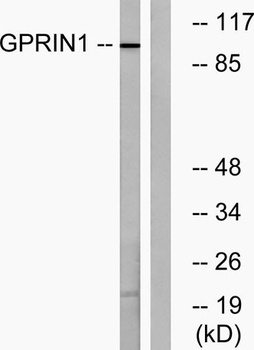 GRIN1 antibody