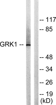 GRK 1 rabbit pAb