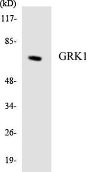 GRK 1 rabbit pAb