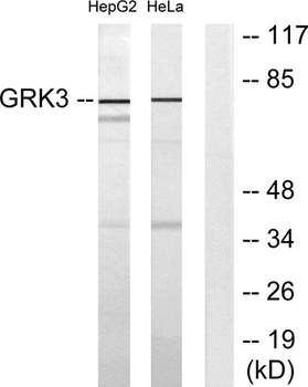 GRK 3 rabbit pAb