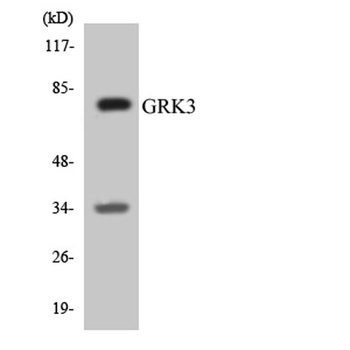 GRK 3 rabbit pAb