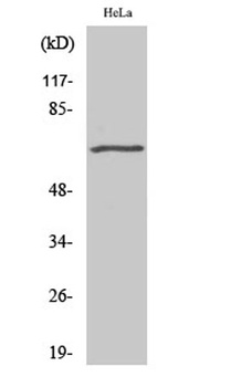 GRK 5 antibody
