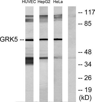 GRK 5 rabbit pAb