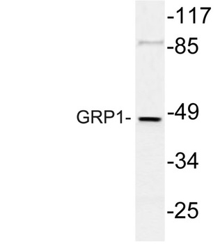 GRP1 rabbit pAb