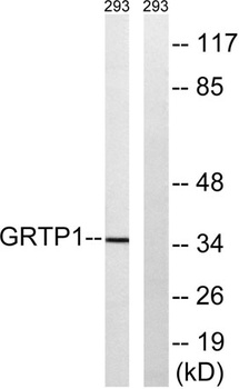 GRTP1 rabbit pAb