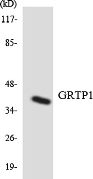 GRTP1 rabbit pAb