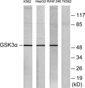 GSK3alpha antibody