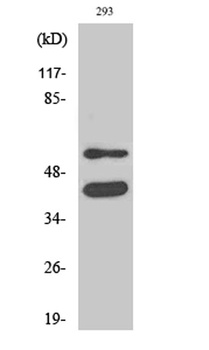 GSK3alpha/beta antibody