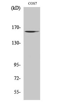 GTBP antibody