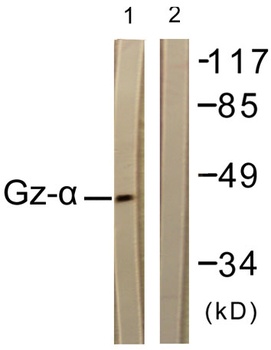 Gz-alpha antibody