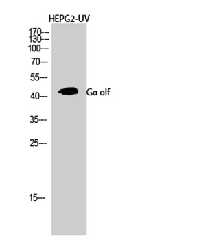 G alpha olf antibody