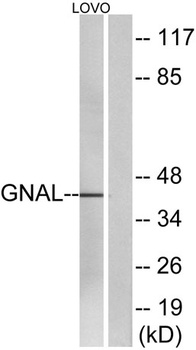 G alpha olf antibody