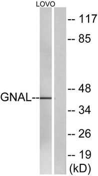 Gα olf rabbit pAb