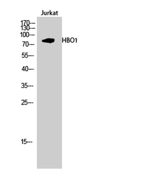 HBO1 antibody