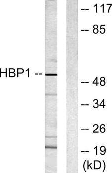 HBP1 rabbit pAb