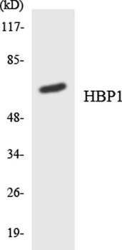HBP1 rabbit pAb